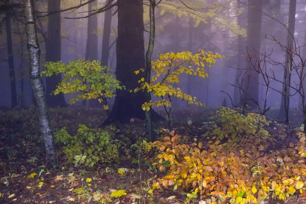 Таинственный осенний лес с разными цветовыми деревьями и густыми лесами — стоковое фото