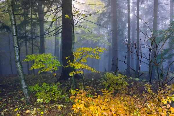 Tajemnicze jesień las z drzewa różnych kolorów i gęste fo — Zdjęcie stockowe