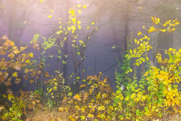 Таинственный осенний лес с разными цветовыми деревьями и густыми лесами — стоковое фото