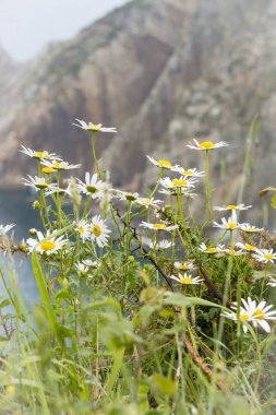 Muhteşem manzara okyanus, uçurumlar, plaj, Yeşiller ve çiçekler ile 