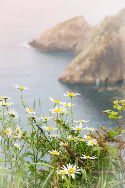 Muhteşem manzara okyanus, uçurumlar, plaj, Yeşiller ve çiçekler ile 