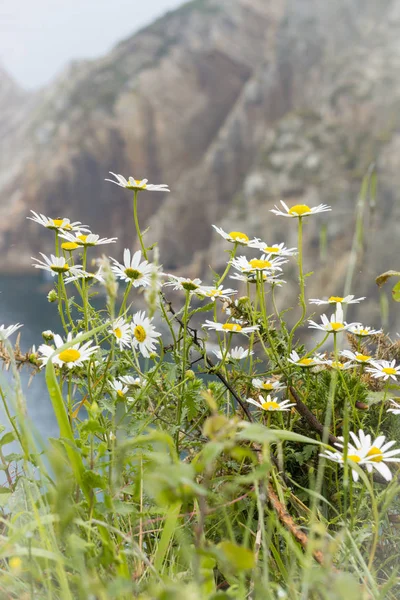 Muhteşem manzara okyanus, uçurumlar, plaj, Yeşiller ve çiçekler ile 