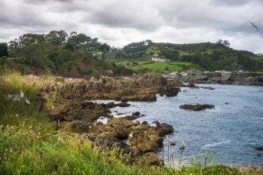 Muhteşem manzara okyanus, uçurumlar, plaj, Yeşiller ve çiçekler ile 