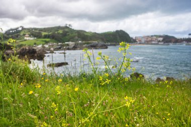 Muhteşem manzara okyanus, uçurumlar, plaj, Yeşiller ve çiçekler ile 