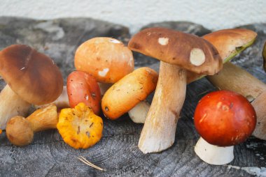 Mix farklı mantar ormanda sonbaharda aldı: girllikeiCinsiye