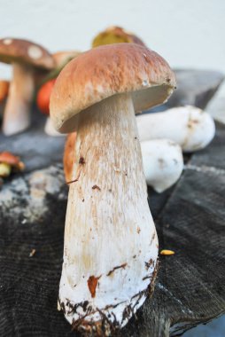 Mix farklı mantar ormanda sonbaharda aldı: girllikeiCinsiye