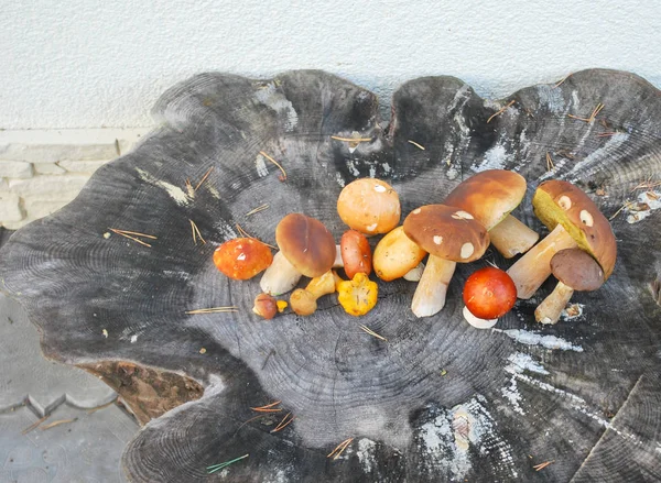Mix of different mushrooms picked in the forest in autumn: Latvi
