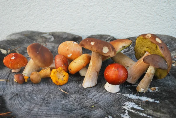 Mix of different mushrooms picked in the forest in autumn: Latvi