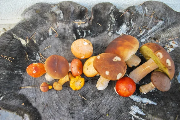 Mix of different mushrooms picked in the forest in autumn: Latvi