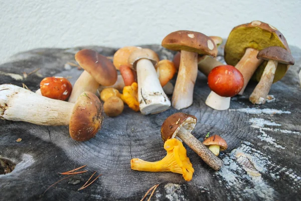Mix of different mushrooms picked in the forest in autumn: Latvi