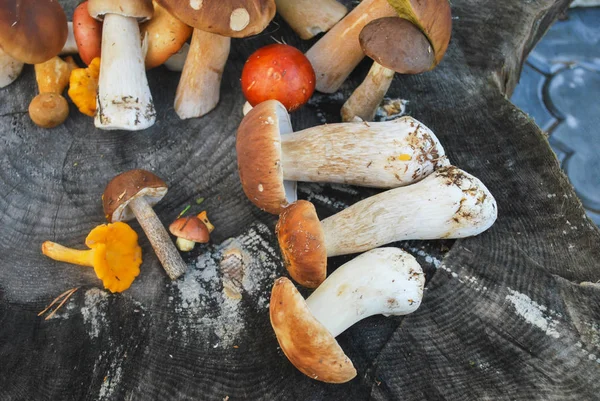 Mix of different mushrooms picked in the forest in autumn: Latvi