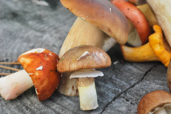 Mix of different mushrooms picked in the forest in autumn: Latvi