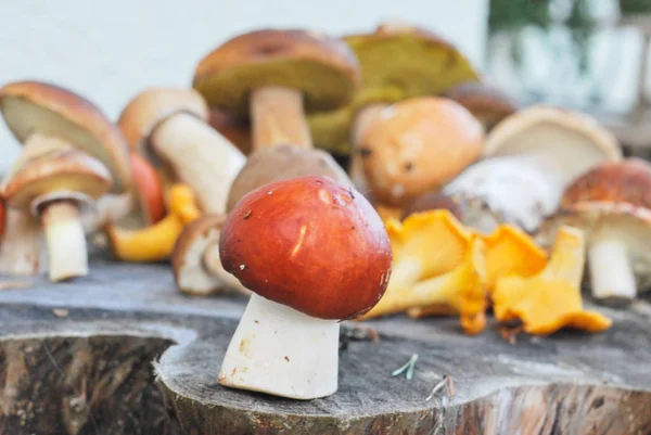 Mix farklı mantar ormanda sonbaharda aldı: girllikeiCinsiye