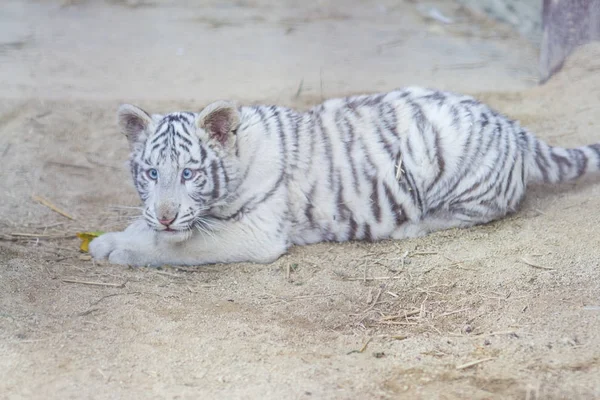 Mały szary Tygrys leżący i grając na ziemi w zoo — Zdjęcie stockowe