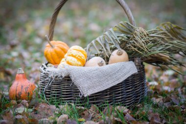 Farklı renkli küçük kabak aut bahçesinde sepetle