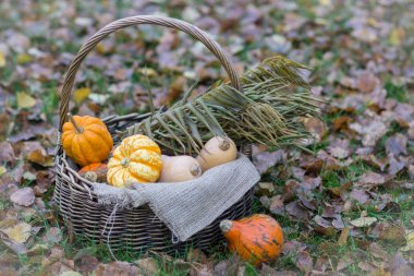 Farklı renkli küçük kabak aut bahçesinde sepetle
