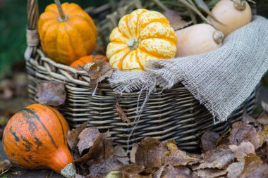 Farklı renkli küçük kabak aut bahçesinde sepetle