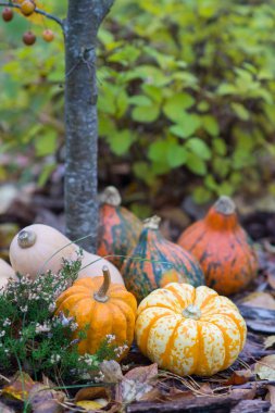 Farklı renkli kabak çim ve yaprakları sırasında f