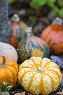 Farklı renkli kabak çim ve yaprakları sırasında f