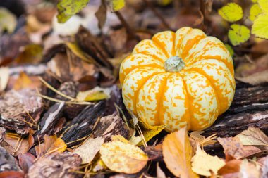 Renkli kabak çim ve yaprakları autu sonbaharda sırasında