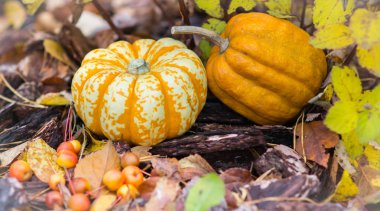 Farklı renkli kabak çim ve yaprakları sırasında f