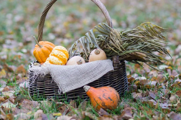 Basket with different colorful small pumpkins in the yard in aut — Stock Photo, Image