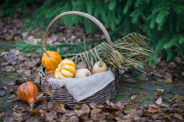 Basket with different colorful small pumpkins in the yard in aut — Stock Photo, Image