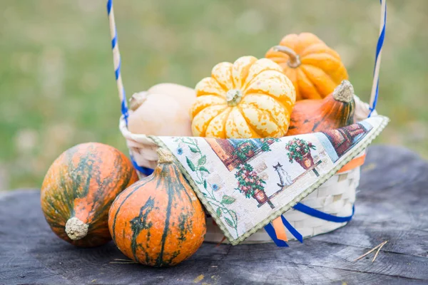 Basket with different colorful small pumpkins in the yard in aut — Stock Photo, Image
