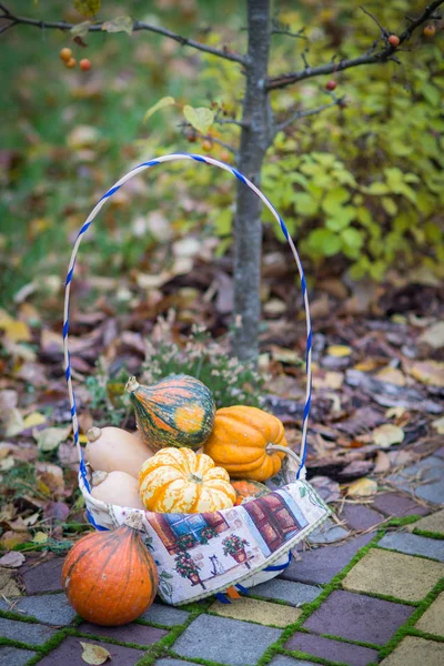 Cesto con diverse zucche colorate piccole nel cortile in aut — Foto Stock