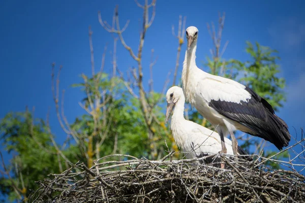 A pair of storks sitting in the nest placed in the park in summe — Stock Photo, Image