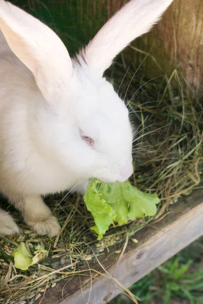 Fluffy rabbit eating green salad in its wooden house in a farm