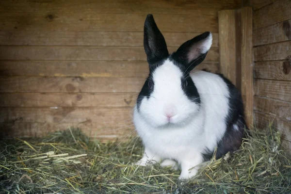 Puszysty królik jedzenie Zielona sałata w jego drewniany dom w farmie — Zdjęcie stockowe