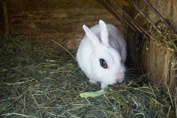 Puszysty królik jedzenie Zielona sałata w jego drewniany dom w farmie — Zdjęcie stockowe