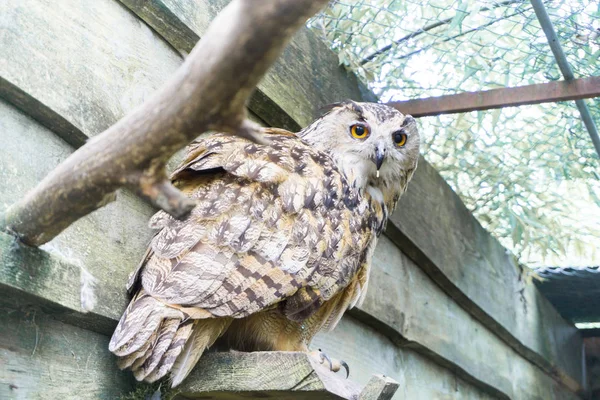 Iso pöllö inkivääri silmät istuu reunalla sen puinen hous — kuvapankkivalokuva