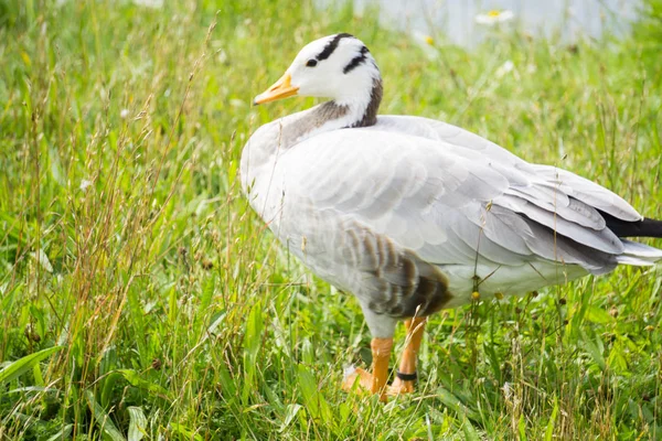 Home duck walking and sitting on the grass on a farm near a pond — Stock Photo, Image