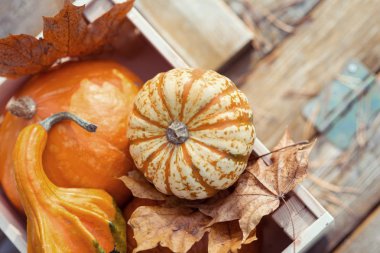 Sonbahar bahçesindeki tahta kutuda süslü balkabakları. 