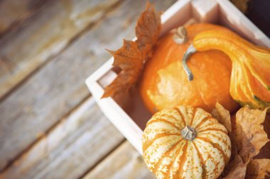 Sonbahar bahçesindeki tahta kutuda süslü balkabakları. 
