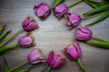 Çerçevelerdeki farklı renkteki güzel laleler, bahar tatillerinde iç kompozisyonda veya iç kısımlarda makara yapın.