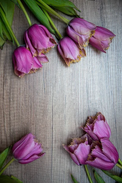 Krásné Různé Barevné Tulipány Rámečcích Modelovat Nebo Složení Interiéru Jarních — Stock fotografie