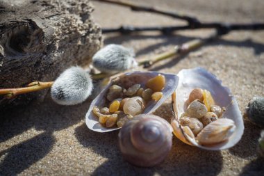 Güneşli bahar gününde kumdaki deniz kabukları gibi deniz fosillerinin makro fotoğrafı.