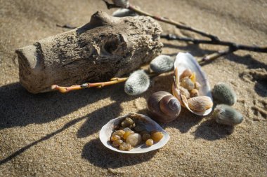 Güneşli bahar gününde kumdaki deniz kabukları gibi deniz fosillerinin makro fotoğrafı.