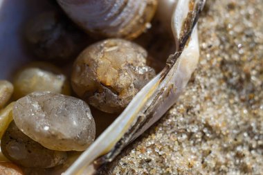 Güneşli bahar gününde kumdaki deniz kabukları gibi deniz fosillerinin makro fotoğrafı.
