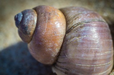 Güneşli bahar gününde kumdaki deniz kabukları gibi deniz fosillerinin makro fotoğrafı.