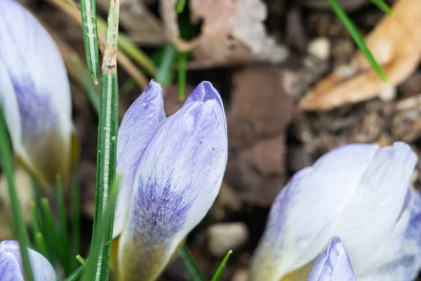 Crocuses Coloridos Comienzo Primavera 2020 Durante Cuarentena — Foto de Stock