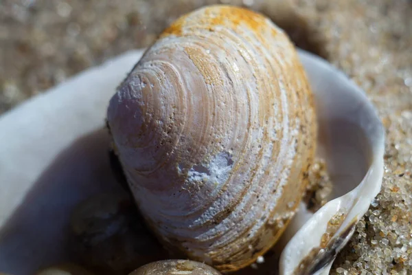 Macro Photo Fossiles Marins Tels Que Des Coquillages Sur Sable — Photo