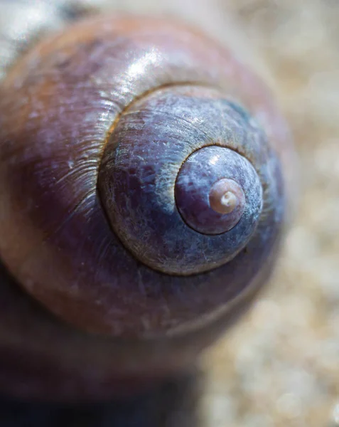 Makro Foto Marina Fossiler Såsom Skal Sanden Solig Vårdag — Stockfoto