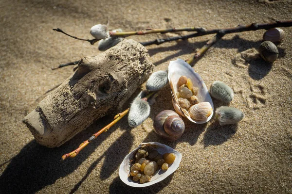 Makroaufnahme Von Meeresfossilien Wie Muscheln Sand Sonnigen Frühlingstagen — Stockfoto