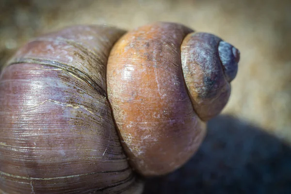 Macro Photo Fossiles Marins Tels Que Des Coquillages Sur Sable — Photo