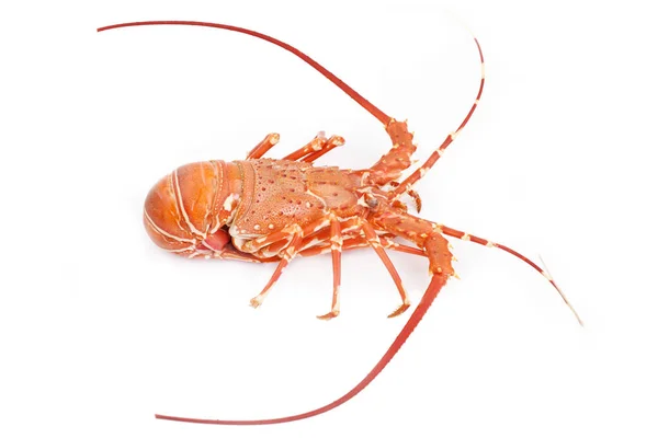 Lobster diisolasi pada latar belakang putih — Stok Foto