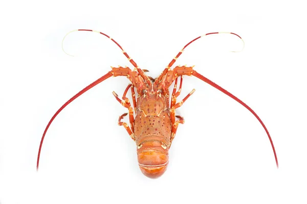Lobster isolated on white background — Stock Photo, Image